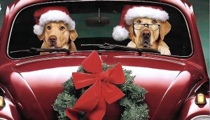 Noël_chiens1