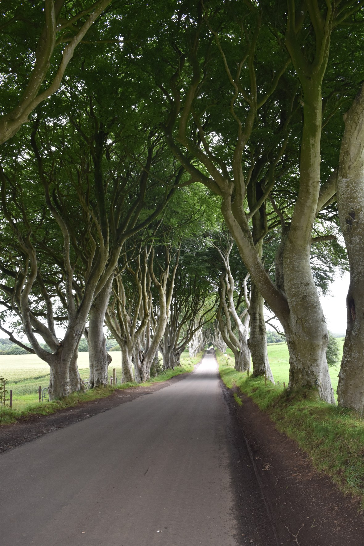 Voyage_Irlande_Ecosse_Juillet2017_TR 427