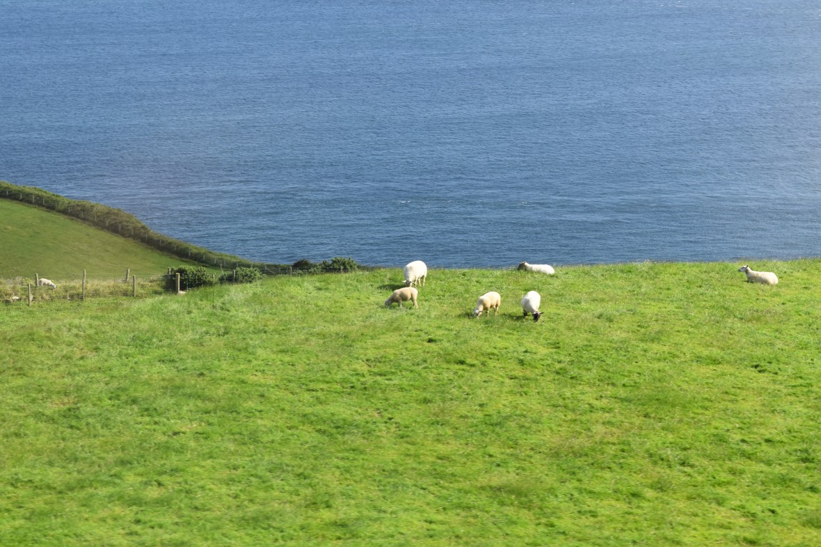 Voyage_Irlande_Ecosse_Juillet2017_TR 454