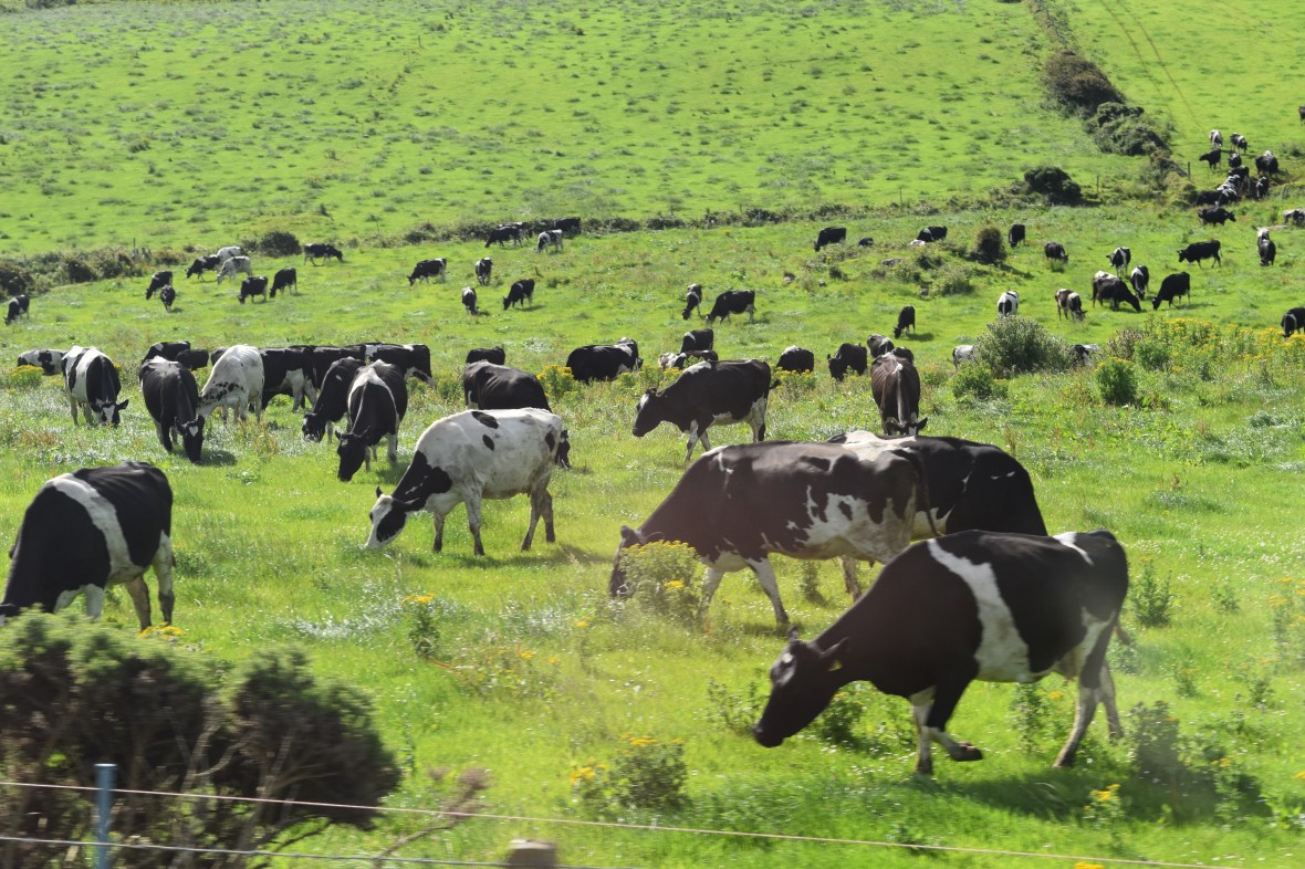 Voyage_Irlande_Ecosse_Juillet2017_TR 474