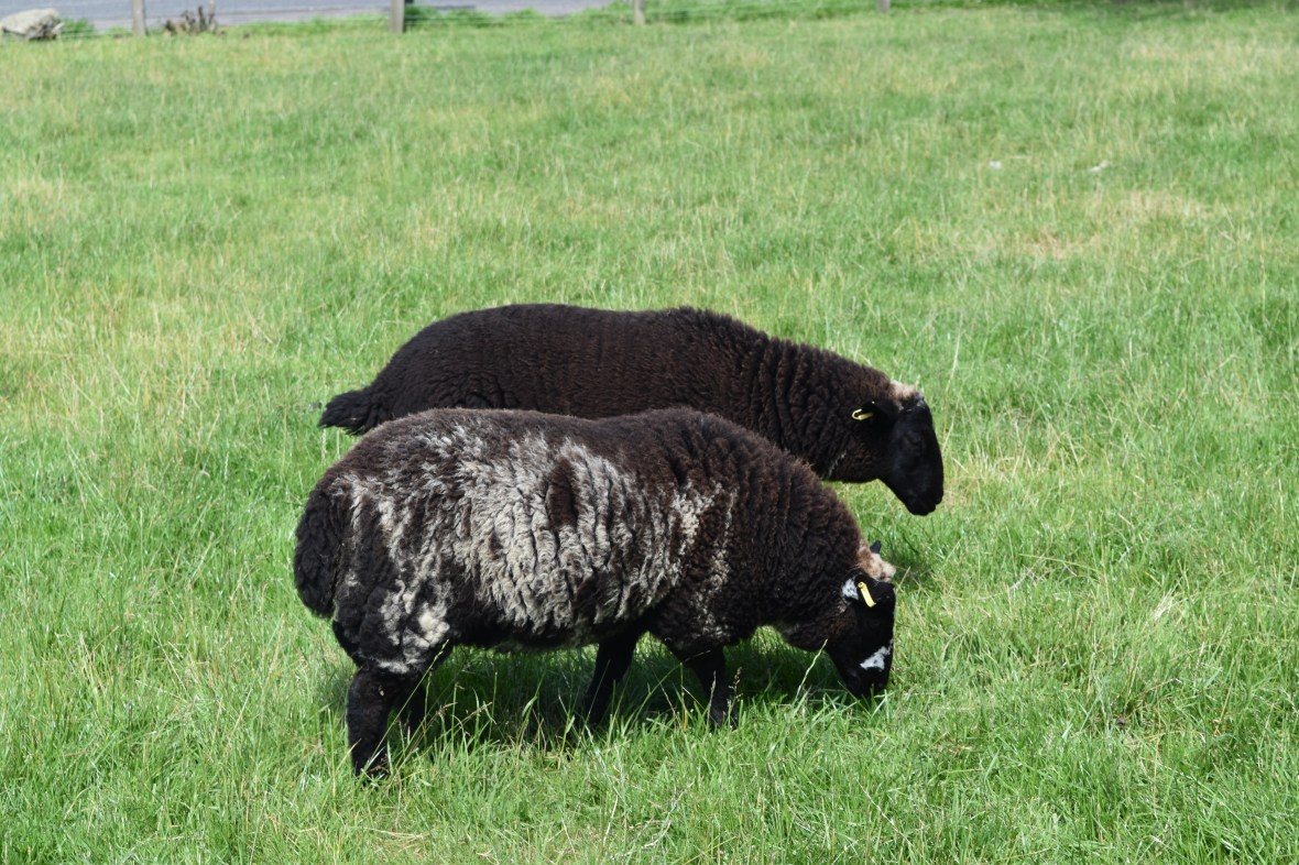 Voyage_Irlande_Ecosse_Juillet2017_TR 654