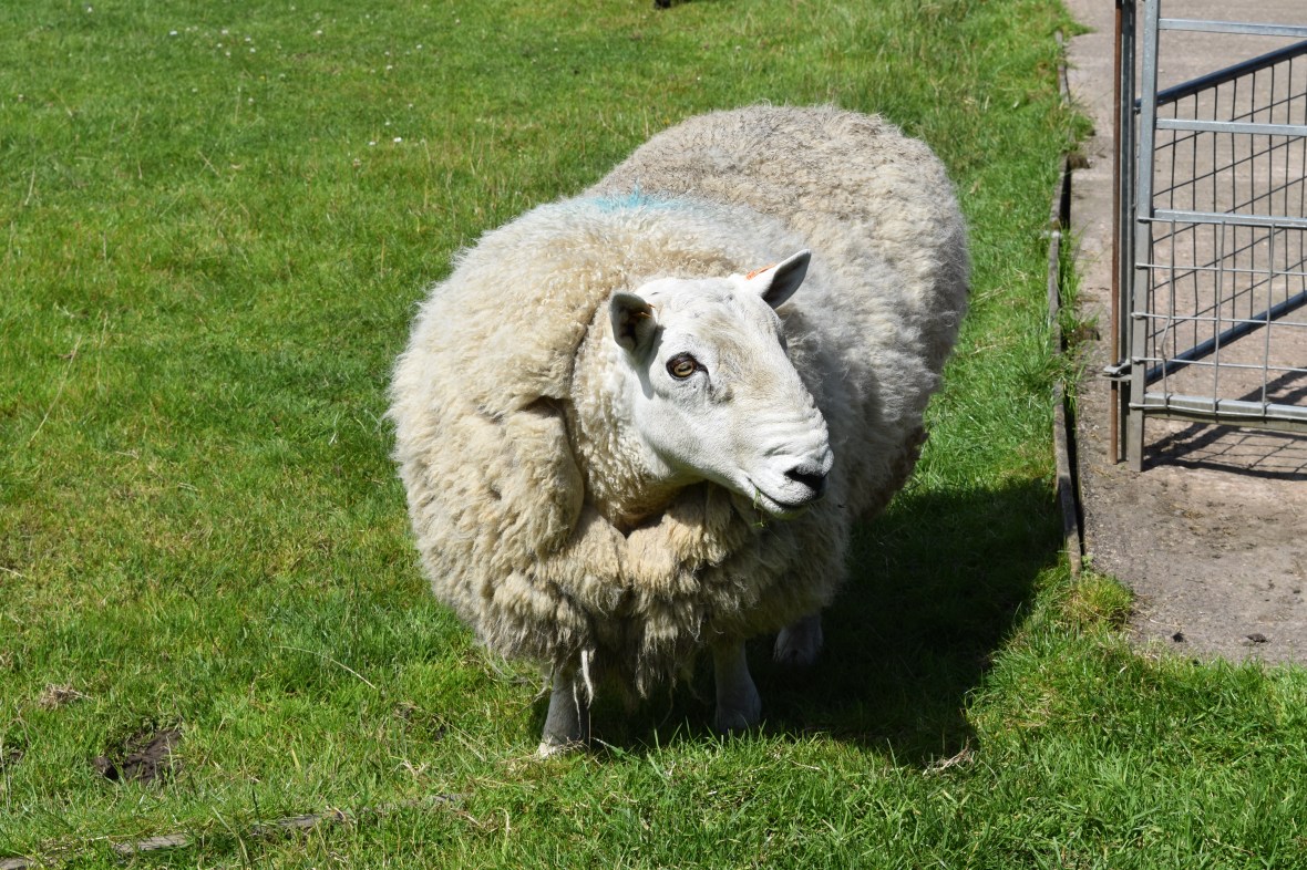 Voyage_Irlande_Ecosse_Juillet2017_TR 656