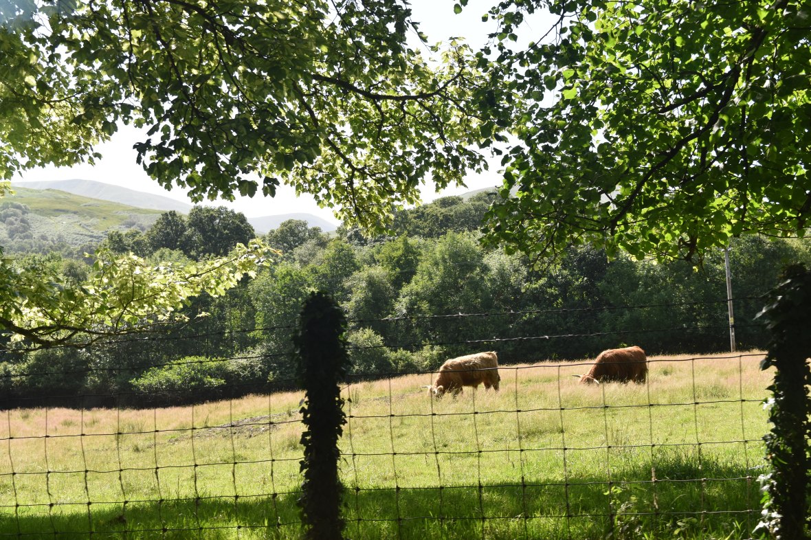 Voyage_Irlande_Ecosse_Juillet2017_TR 691