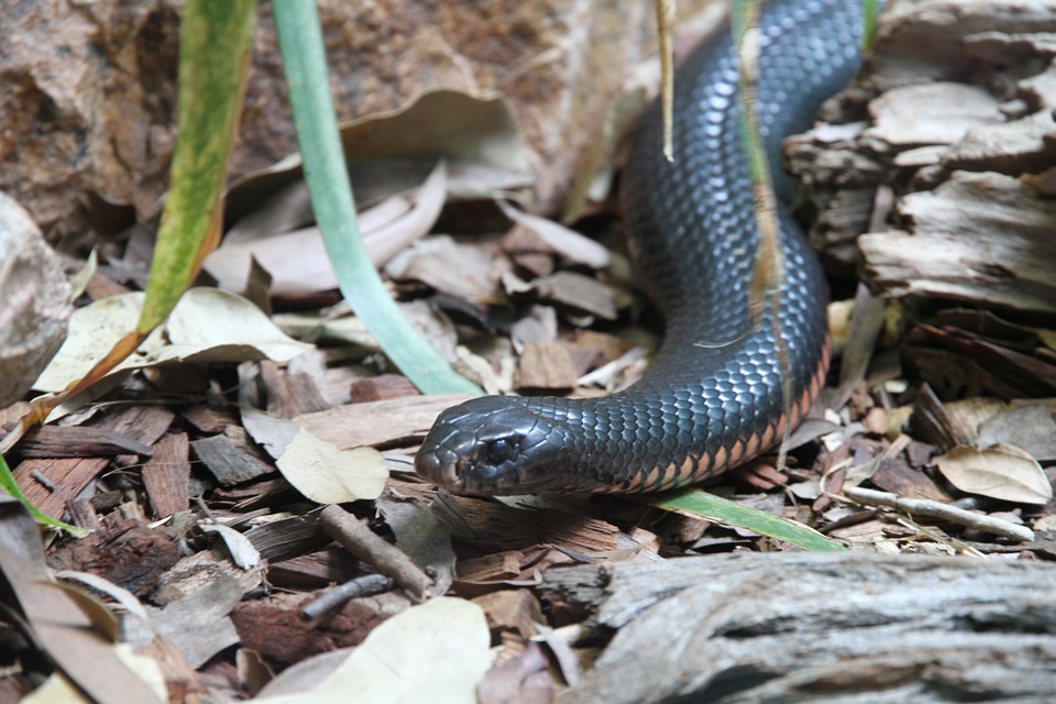 taipan