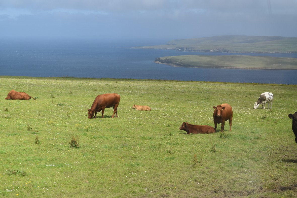 Voyage_Irlande_Ecosse_Juillet2017_TR 809