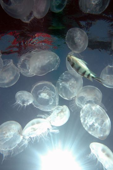 Jellyfish